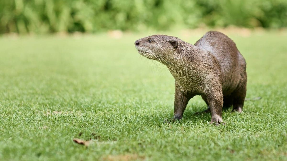 Otter standing on grass